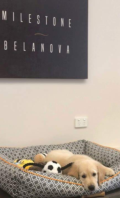 Milestone-Belanova Central Coast Marketing Agency